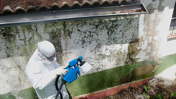 Trusted Mold Inspection service in Windber, PA - Cheap Mold Removal